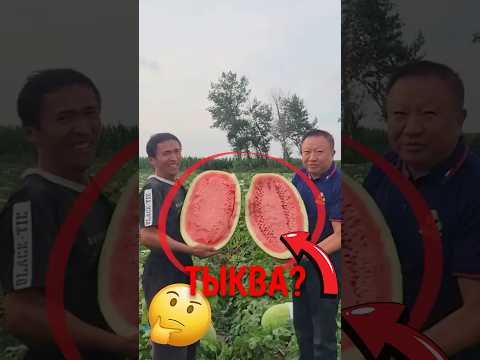 🍉 Почему арбуз прививают к тыкве! #арбуз #тыква #прививкарастений thumbnail