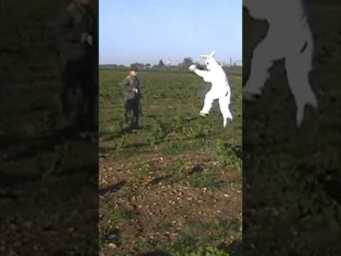 #rabbit #hunting #remigaillard 🐰 thumbnail