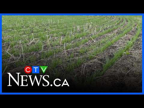 Sask. seeding progress jumps to 80 per cent thumbnail