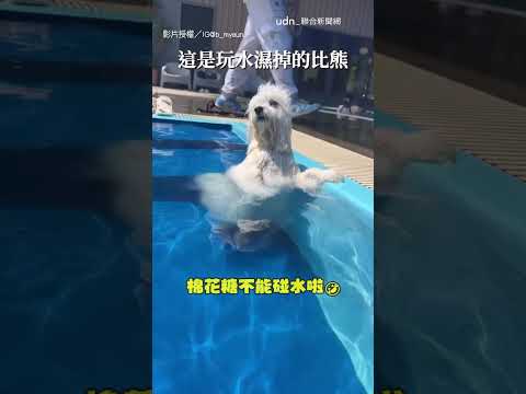 【消風了】比熊玩水一秒消風 像極了「吹散的蒲公英」｜比熊｜狗 thumbnail