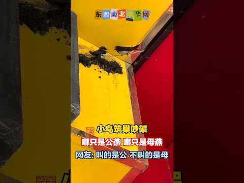 小鸟筑巢吵架，吵了很多天，也不知道因为什么？ thumbnail