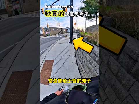 他竟然對一隻哈士奇說：「用腦子思考」 thumbnail