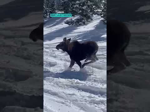 When A Moose Joins You For A Ski Run 😂 thumbnail