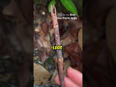 Stick Insect ? @johneyrossi thumbnail