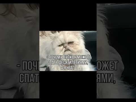 Мем про главный вопрос thumbnail