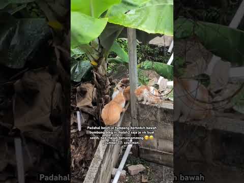 Alahai siannya cing terpaksa berteduh sebab hujan.?? thumbnail