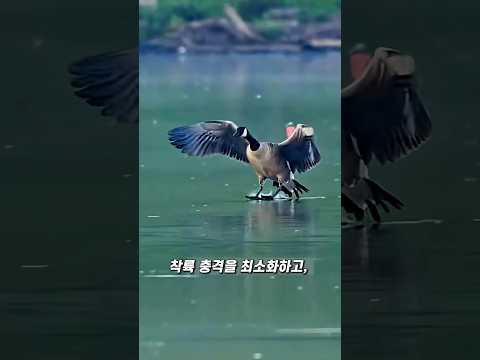 새를 따라 만든 비행기 착륙 기술 thumbnail