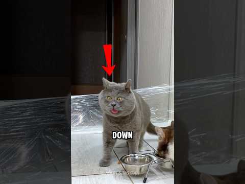 Kucing Ini Tak Pernah Menyerah Meski Semuanya Lebih Sulit Baginya 🐱 #shorts #kucing thumbnail