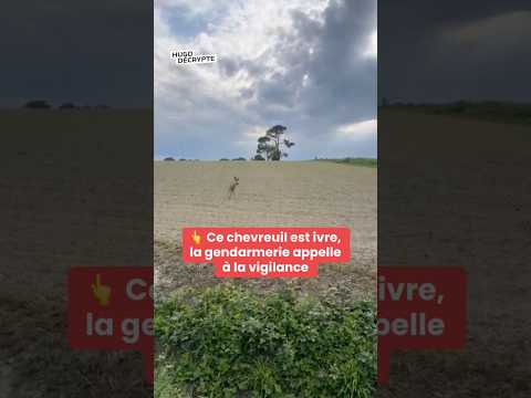Ce chevreuil est ivre, la gendarmerie appelle à la vigilance ⚠️ thumbnail