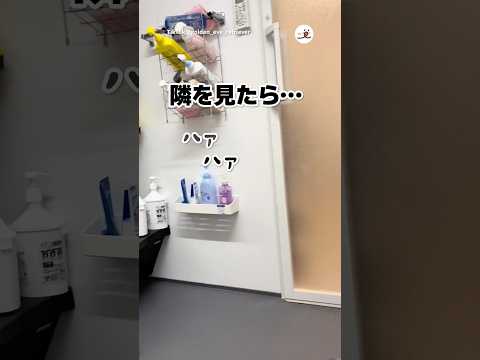 隣を見たら…🛀｜PECO thumbnail