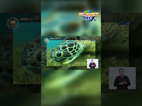 The richest marine ecosystems of Verde Island Passage! #shorts | Planet XP thumbnail