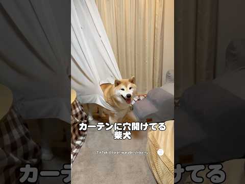 カーテンに穴開けて顔出してる柴犬?　　　　　　#柴犬　#犬　#面白い犬 #犬の社会化 #柴犬のいる暮らし thumbnail