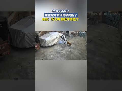 车罩子不见了，看监控才发现是被狗拆了 thumbnail
