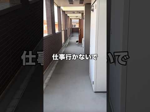 出勤前毎朝仕事行かないで、おもちゃで遊ぼうって寂しそうにしてくる #ポメプー #ポメラニアン #プードル #shorts thumbnail