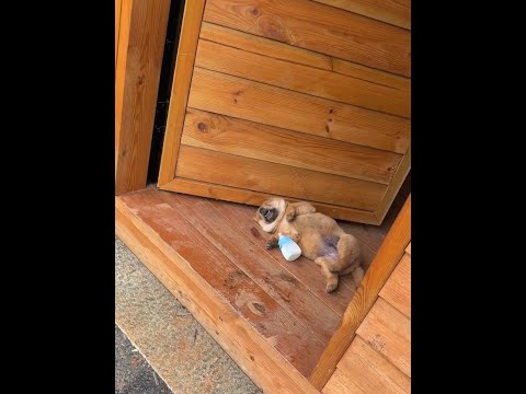 The store’s new security guard puppy, pastoral dog, puppy, Chinese pastoral dog thumbnail