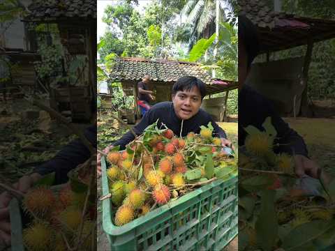 DE IJA MAU RAMBUTAN SAMA MANG UNI DI KASIH BANYAK thumbnail