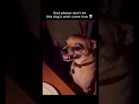 God please don't let this dog's wish come true 💀 Subscribe! #shorts thumbnail