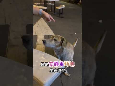 流浪小狗被投餵感動落淚 thumbnail