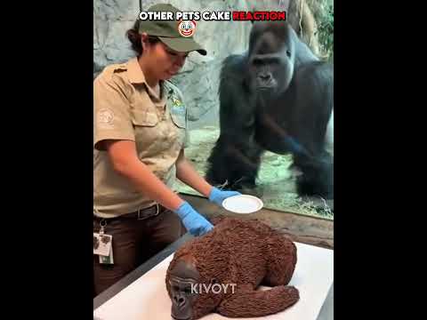 Others Pets Cake Reaction ☠️ #edit #usa #skulledit #newyork thumbnail