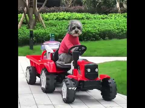 The dog trades kindness for all unfairness #pets #cute #funny #shorts thumbnail