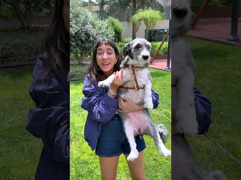 köpeğimin olmasını istediğimde benim haller 😂❤️ thumbnail
