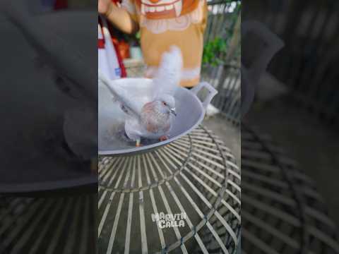 Bikin Burung Merpati #marvincalla thumbnail