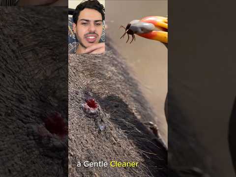 حشرة أبشع من كل شيئ thumbnail