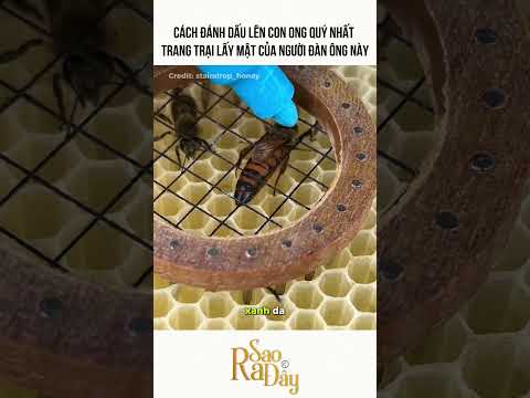 CÁCH ĐÁNH DẤU LÊN CON ONG QUÝ NHẤT TRANG TRẠI LẤY MẬT CỦA NGƯỜI ĐÀN ÔNG NÀY thumbnail