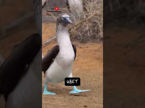 Голубоногая Олуша Шикарна 💙 thumbnail