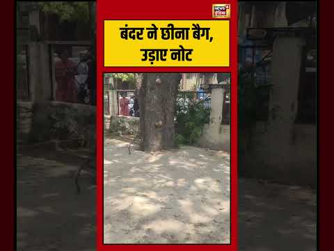 बंदर ने छीना बैग, उड़ाए नोट | #viralvideo #viralnews #shortvideo #shorts thumbnail