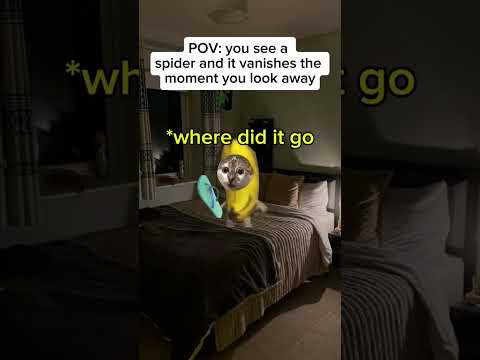 #meme #cat #spider #relatable #funny #funnyshorts thumbnail