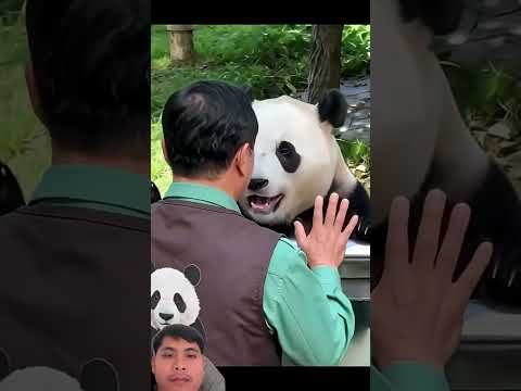 Miss fu bao 😰😰😰 #shorts #shortvideo #viral #viralvideo #viralshorts #animals #funny #love #cute thumbnail