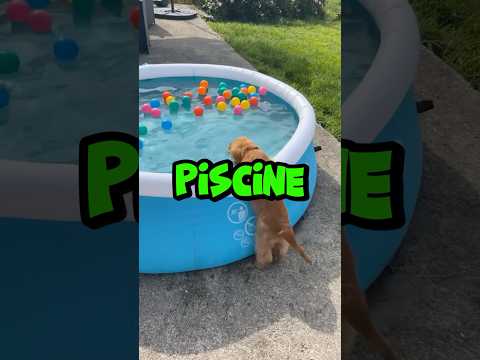 Votre CHIEN a très chaud et veut sauter dans une piscine pour se rafraîchir. Laquelle choisis-tu ?😰 thumbnail