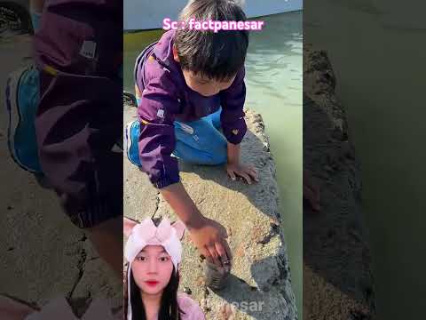 Ini kepiting atau laba-laba ⁉️ factpanesar thumbnail
