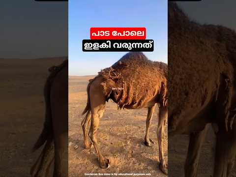 പാടപോലെ ഇളകി വരുന്ന  സാധനം thumbnail