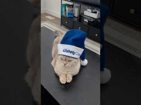 #ChewyPartner Letters to #ChewyClaus are piling up 😂 @Chewy  #cats #catlover thumbnail