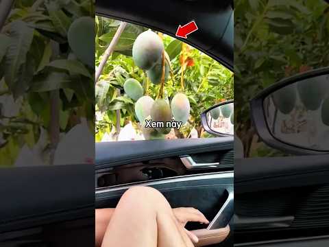 Anh chàng có sở thích hái trái cây bằng ô tô và cái kết 😂 thumbnail