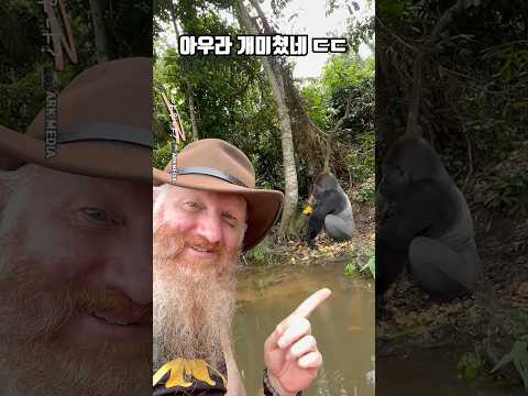 영장류 최강의 괴력 동물 실물 아우라 ㄷㄷ thumbnail
