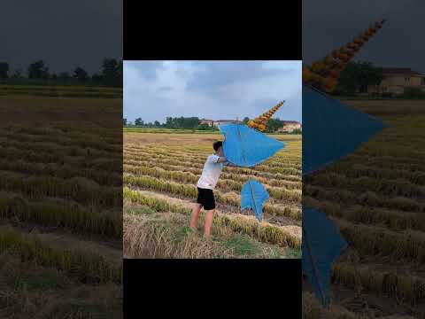 Đại hội thả diều đây rồi #thadieu #dieusao #thadieusao  #shorts #caulongbocondua thumbnail