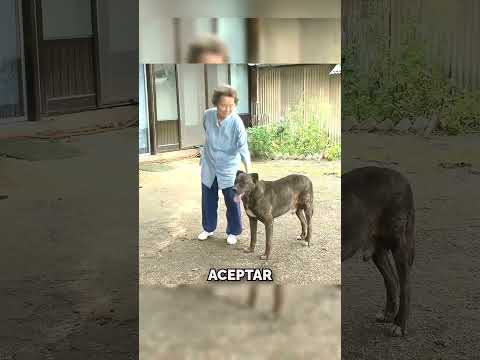 Rescató a este Perro del Maltrato Animal thumbnail