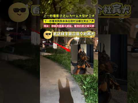 上一秒看影子還以為是什麼大型護衛犬，下一秒看到狗狗本體出現時沒繃住笑出了聲下，網友：想象的是高大威猛，看到的是又矮又胖！#shorts thumbnail