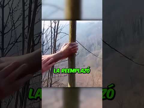 Dejó Una Mano En Un Árbol Por 14 Años 😱 thumbnail