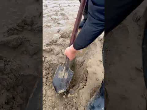 Warm Weather Beachcombing Finds ☀️ thumbnail