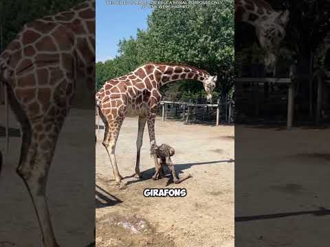 🦒 La première journée incroyable d'un girafon nouveau-né ! thumbnail
