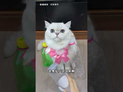 【白糖糖的日常】我有壹個全世界最愛我的小貓 thumbnail