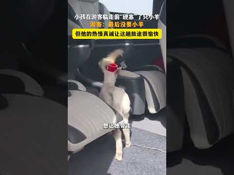 小孩在遊客臨走前「硬塞」了隻小羊，遊客：最後沒要小羊，但他的熱情真誠讓這趟旅程很愉快。 thumbnail