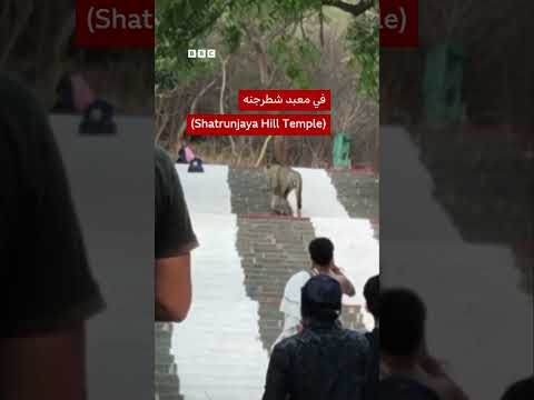 أسد يسرق حقيبة من زوار معبد في الهند thumbnail