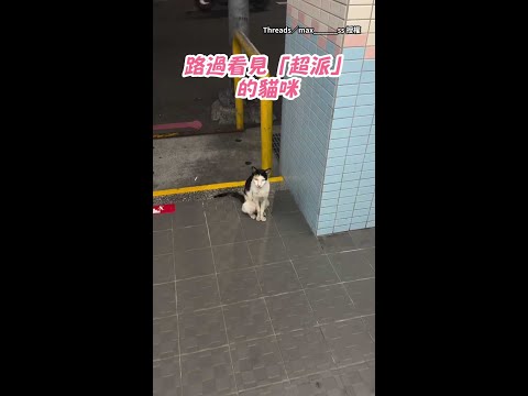 【超派】貓咪眼神兇狠直盯路人：人類看什麼看 #Shorts thumbnail