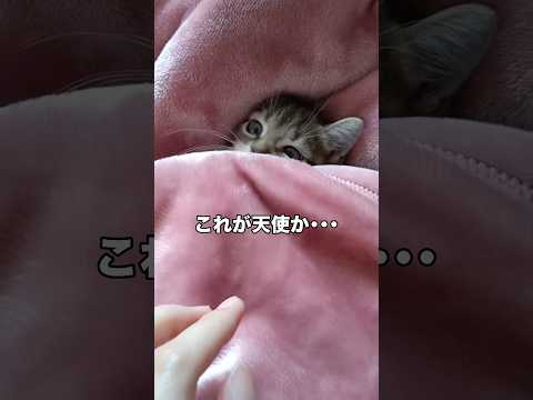 最後の仕草鬼可愛すぎて滅 #子猫 #キジトラ #猫 #shorts thumbnail