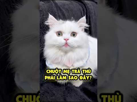 🆘 Chuột Mẹ Quay Lại Trả Thù Nhà Tiểu Điệp 🙀 thumbnail